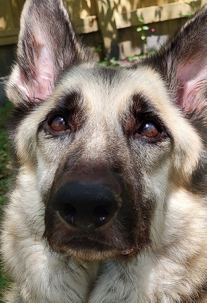 Head shot of a silver and grey German Shepherd