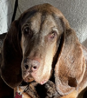 Head shot of a brown Bloodhound