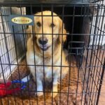 Golden Retriever sitting on a brown dog bed in a black wire crate.