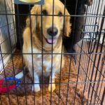 Golden Retriever sitting on a brown dog bed in a black wire crate.