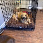 Golden Retriever laying on a brown dog bed in a black wire crate.