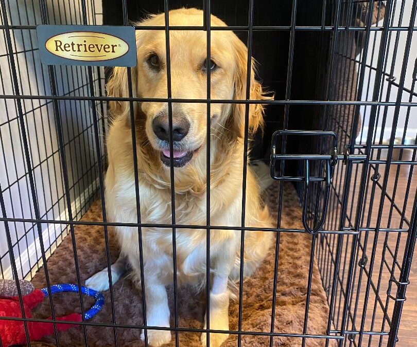 Golden Retriever sitting on a brown dog bed in a black wire crate.