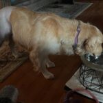 Golden Retriever standing and drinking from a dog water bowl.