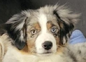 Head shot of a Australian Shepherd