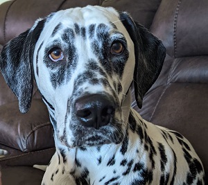 Head shot of a dalmatian