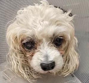 Head shot of a white toy poodle.