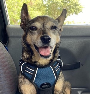 Head shot of a black and tan small mixed dog with large pointed ears and a narrow muzzle. He has a blue harness on and is sitting in a car.