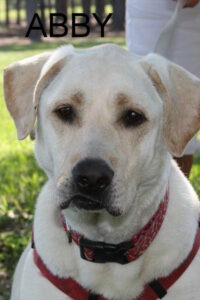 This is a close up picture of the face of a yellow lab mix named Abby Dabby. Her eyes are very dark brown and she has floppy ears. She is wearing a red collar with white bone print. You can also see the top portion of a red harness. There is a blurry background of green grass.