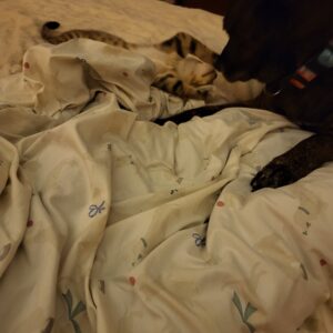 Contest - Cinnamon & Chase Morton