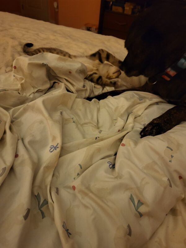 Contest - Cinnamon & Chase Morton