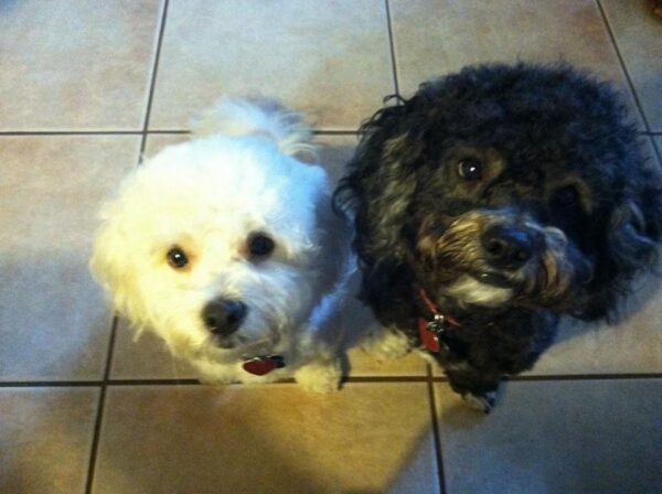 Contest - Rascal & Biscuit Lewis