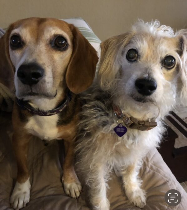 Contest - Remy & Lou Sheldon
