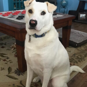 Contest - Lexi Rose Lewis