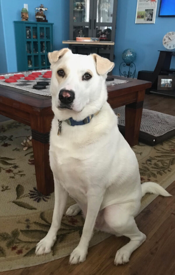 Contest - Lexi Rose Lewis