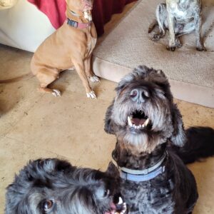 Contest - Moose, Bon Bon, Kai & Chance Lory