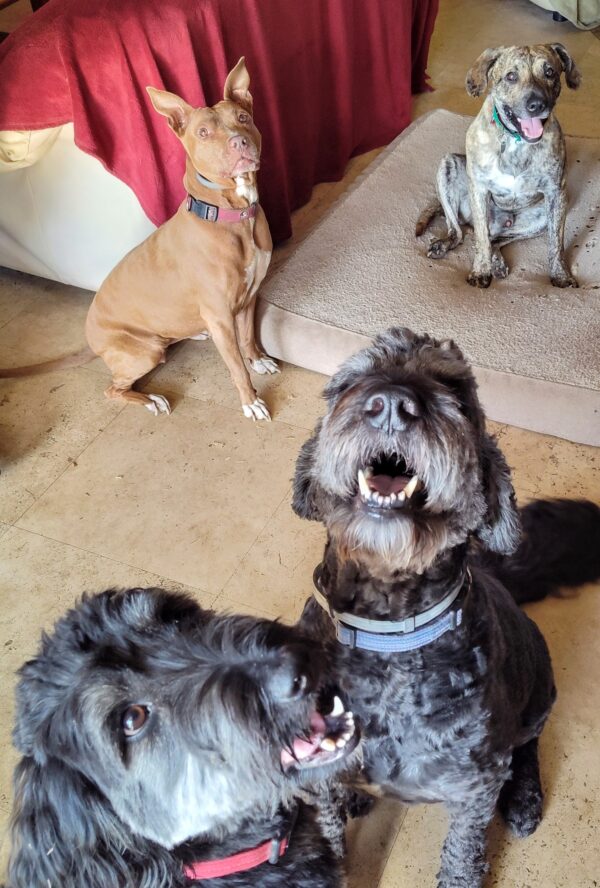 Contest - Moose, Bon Bon, Kai & Chance Lory