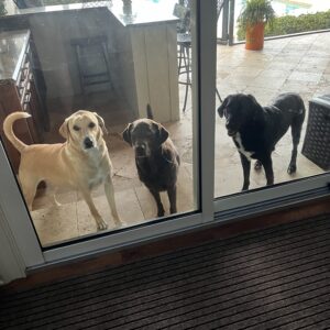 Contest - Spencer, Miley & Banjo Schaefer-Trimble