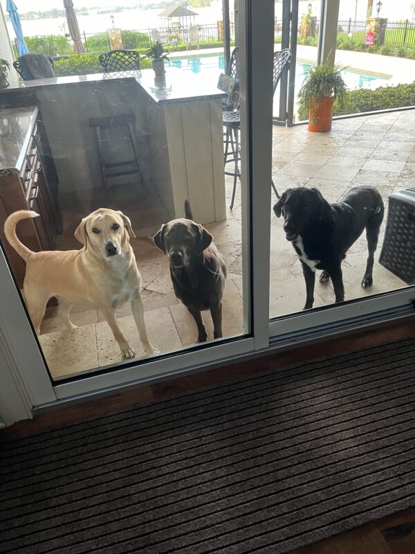 Contest - Spencer, Miley & Banjo Schaefer-Trimble
