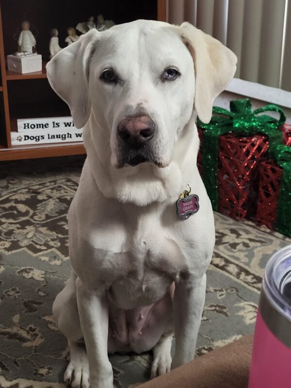 Contest - Sadie Blue Barboza