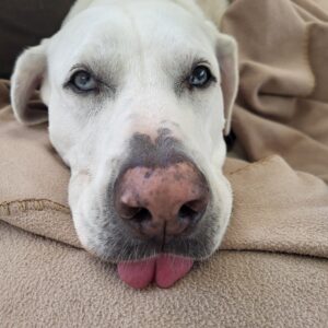 Contest - Sadie Blue Barboza 2