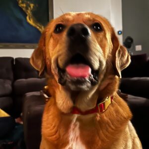 Contest - Apollo Malcolm
