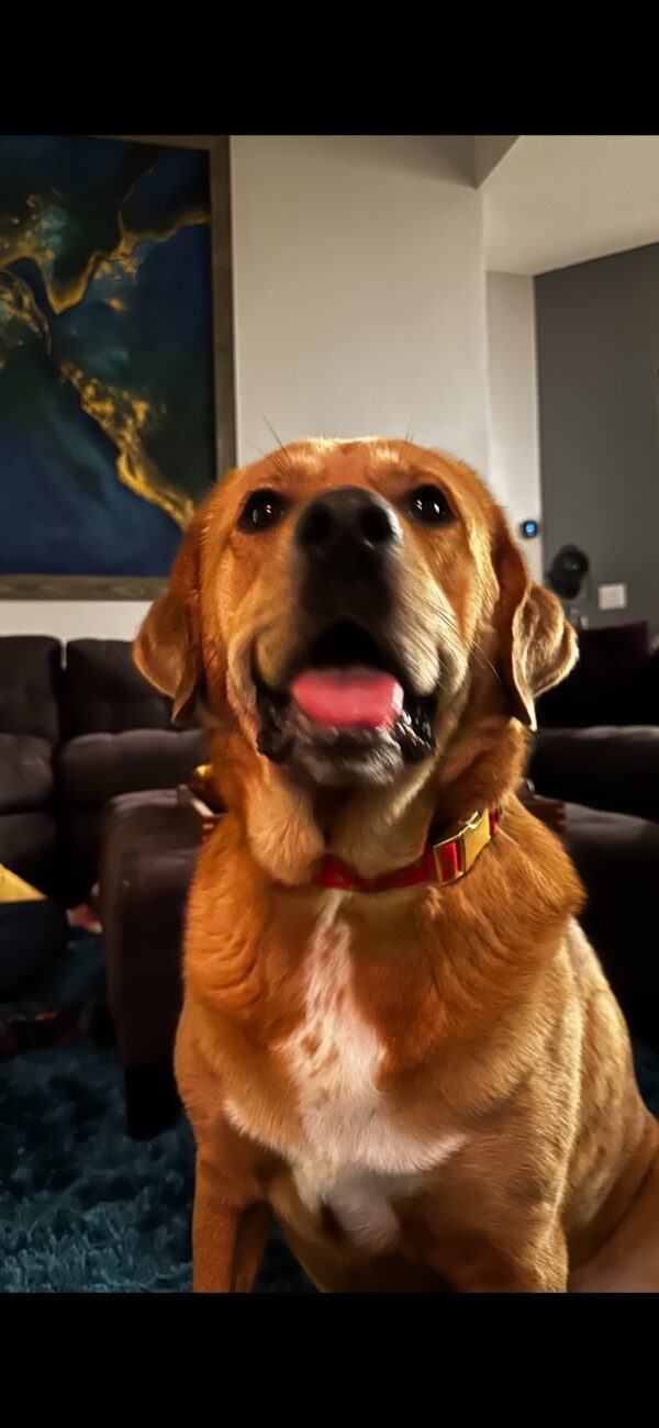 Contest - Apollo Malcolm