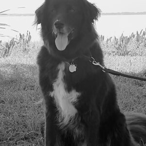 Contest - Charley Moose Risch 2