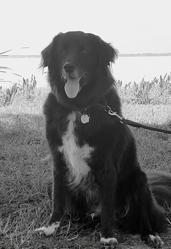 Contest - Charley Moose Risch 2
