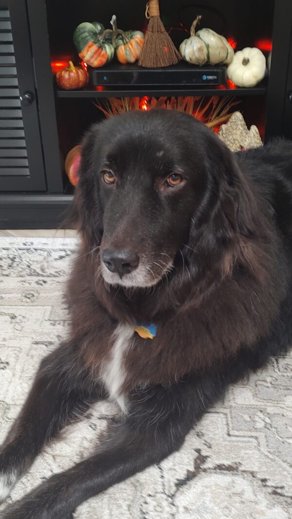 Contest - Charley Moose Risch