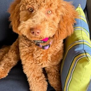 Contest - Chloe Sponder