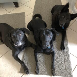 Contest - Heidi, Eliza & Dutch Schneider