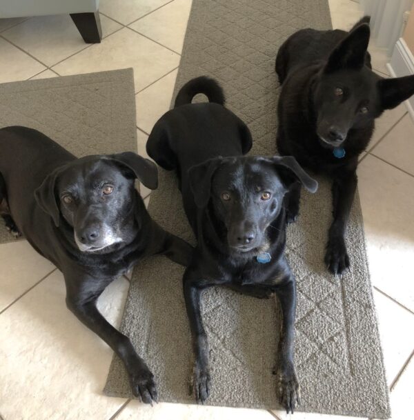 Contest - Heidi, Eliza & Dutch Schneider