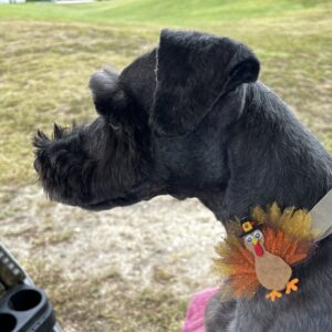 Contest - Lily Chiles