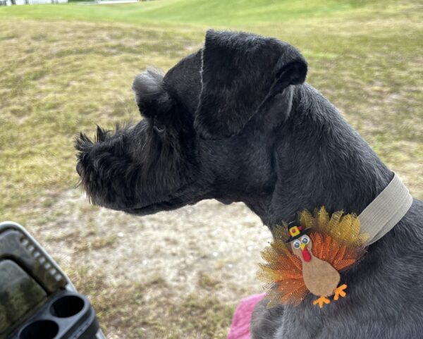 Contest - Lily Chiles