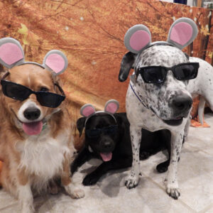 Contest - Linus, Onyx & Yuki Schwassman
