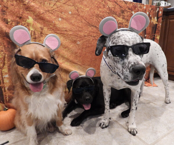 Contest - Linus, Onyx & Yuki Schwassman