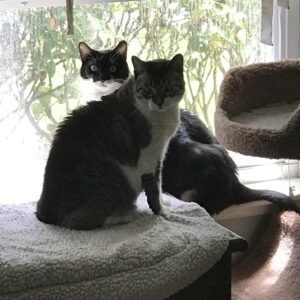 Contest - Sandy Claws & Patches Barnhill