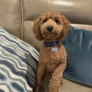 Contest - Teddy Sponder
