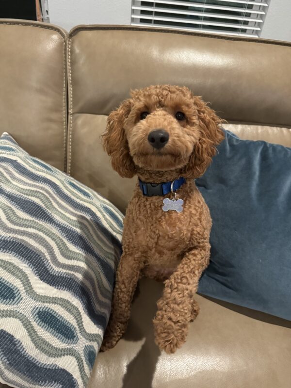 Contest - Teddy Sponder
