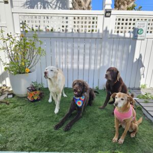 Contest - Aiden, Milo, Thor, Penny LaBerge