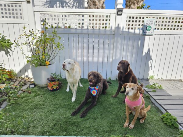 Contest - Aiden, Milo, Thor, Penny LaBerge