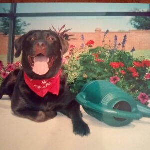 Contest - Buddy Dowd