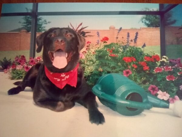 Contest - Buddy Dowd