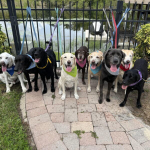 Contest - Ross Blue Haley Bonnie Carolina Benji Shadow Sophie & Lacy Howard