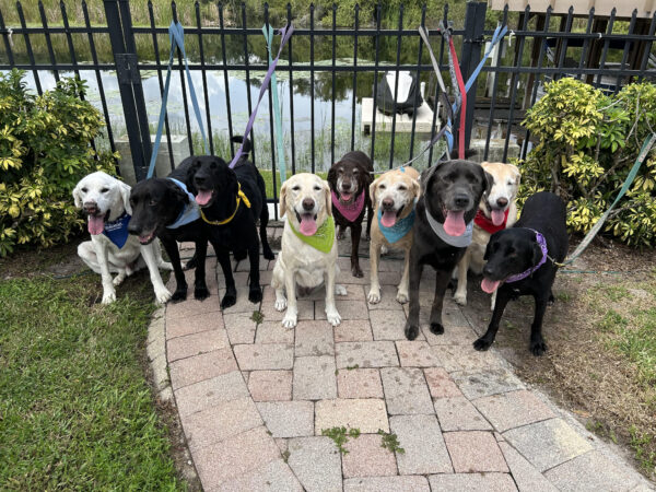 Contest - Ross Blue Haley Bonnie Carolina Benji Shadow Sophie & Lacy Howard