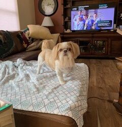 Mr. Bojangles