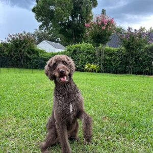 Contest - Milo- LaBerge