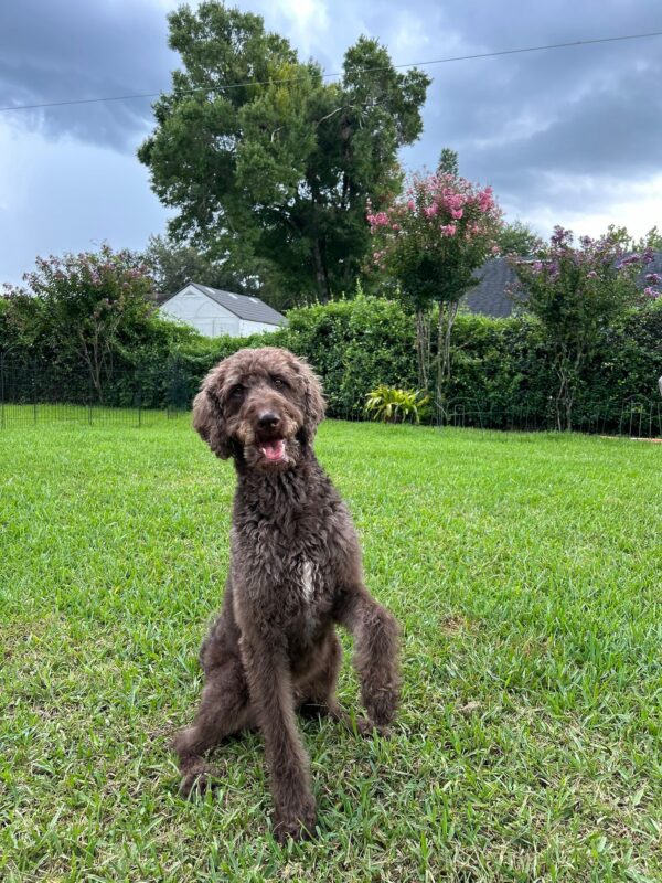 Contest - Milo- LaBerge