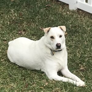 Contest - Lexi Rose Lewis