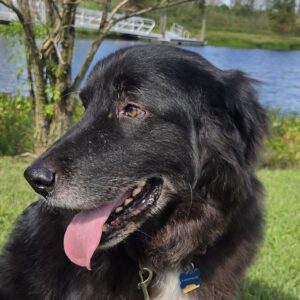 Contest - Charley Moose Risch